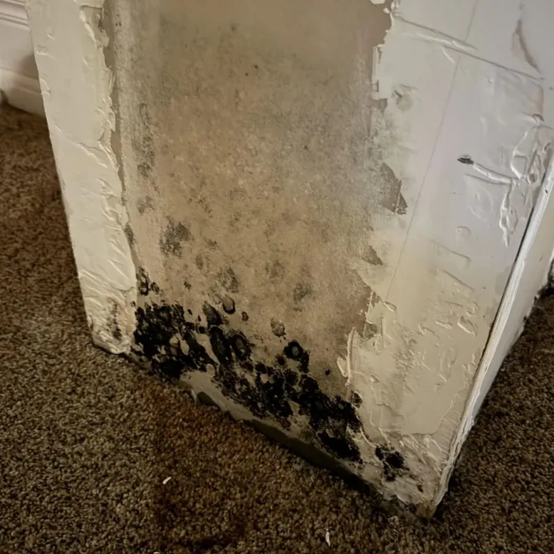 Professional Mold Removal in Stephens County, TX